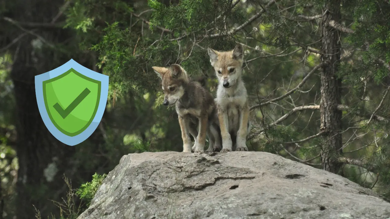 Se espera que en un corto plazo, se de la liberación de lobo gris en una zona de Durango. Foto: Jorge Servín.
