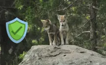 ¿En qué lugar de Durango será reintroducido el lobo mexicano? Esto se sabe