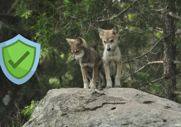 ¿En qué lugar de Durango será reintroducido el lobo mexicano? Esto se sabe