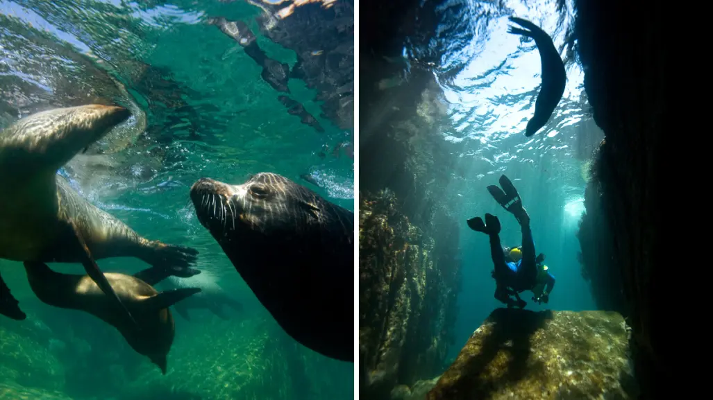 Dónde nadar con lobos marinos en BCS: tours, precios y consejos para estas vacaciones