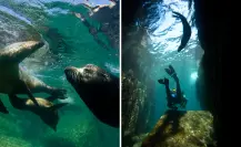 Dónde nadar con lobos marinos en BCS: tours, precios y consejos para estas vacaciones