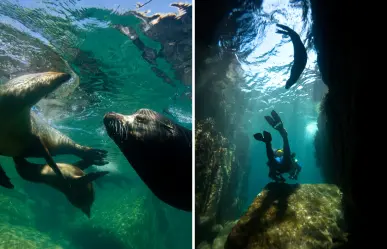 Dónde nadar con lobos marinos en BCS: tours, precios y consejos para estas vacaciones