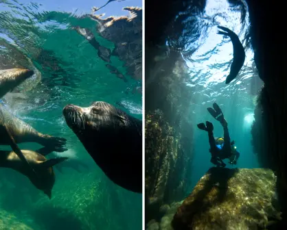 Dónde nadar con lobos marinos en BCS: tours, precios y consejos para estas vacaciones
