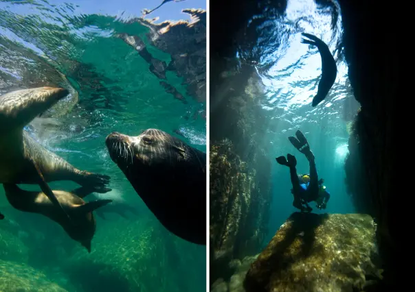 Dónde nadar con lobos marinos en BCS: tours, precios y consejos para estas vacaciones