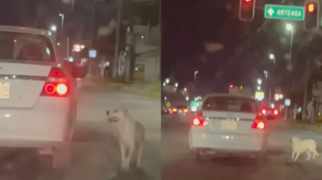 Abandonan perrita en bulevar Fundadores de Saltillo, auto traía placas de NL