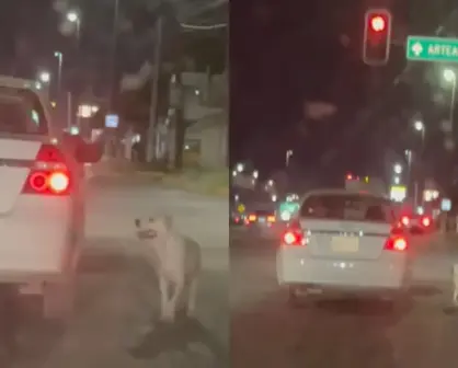 Abandonan perrita en bulevar Fundadores de Saltillo, auto traía placas de NL