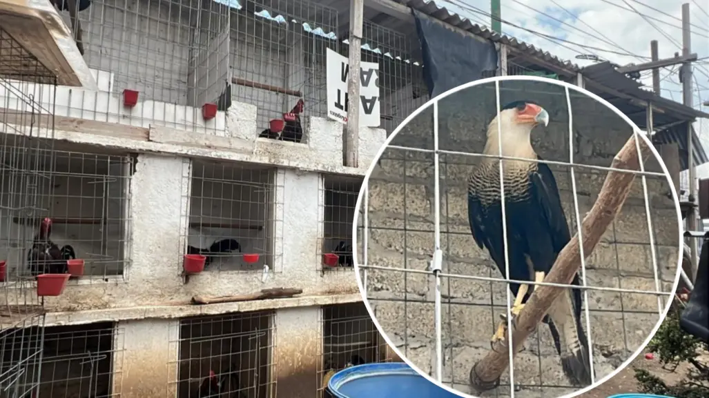 Rescatan más de 100 aves de criadero ilegal en Edomex; una está en peligro de extinción