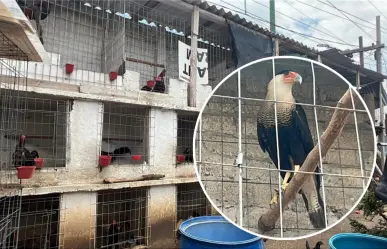 Rescatan más de 100 aves de criadero ilegal en Edomex; una está en peligro de extinción