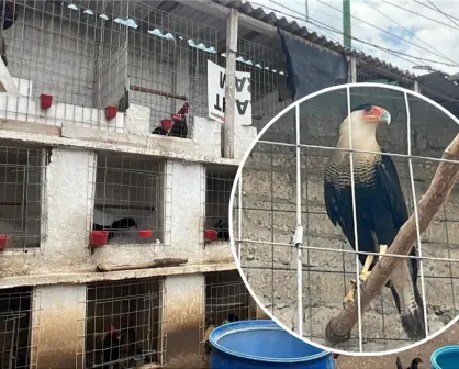 Rescatan más de 100 aves de criadero ilegal en Edomex; una está en peligro de extinción