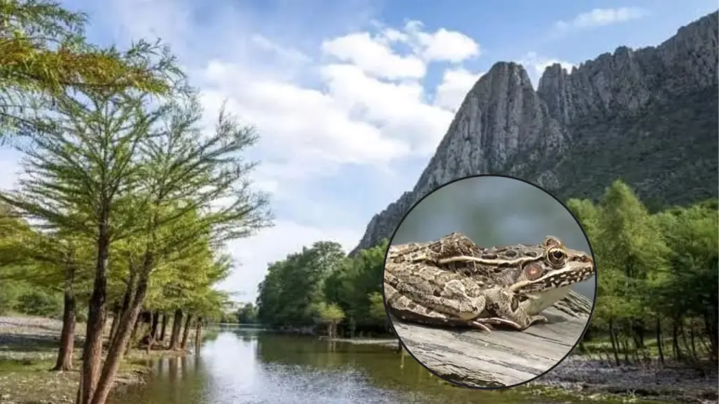 3 anfibios que viven en el Cañón de Fernández, el increíble Parque Estatal de Durango