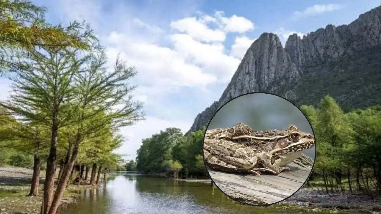 Los anfibios también son animales muy importantes en el Cañón de Fernández. Foto: Especial.