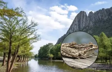 3 anfibios que viven en el Cañón de Fernández, el increíble Parque Estatal de Durango