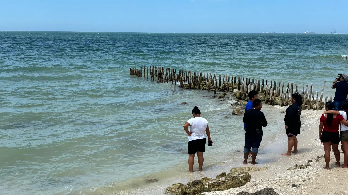 En esta temporada de verano, muchos visitantes a las playas de Yucatán han visto el recale de varias especies marinas como tortugas y pulpos.- Fuente Alejandra Vargas