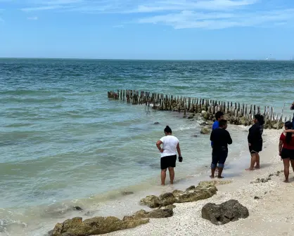 Especies recalan en las playas de Chelem: ¿A qué se debe este fenómeno?