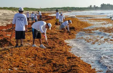¿Qué efectos tiene el sargazo en la salud? Expertos alertan sobre los peligros en Yucatán