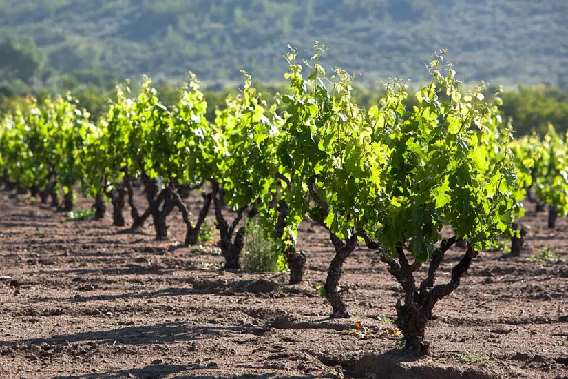 Valle de Guadalupe. Foto: Tomás Castelazo.