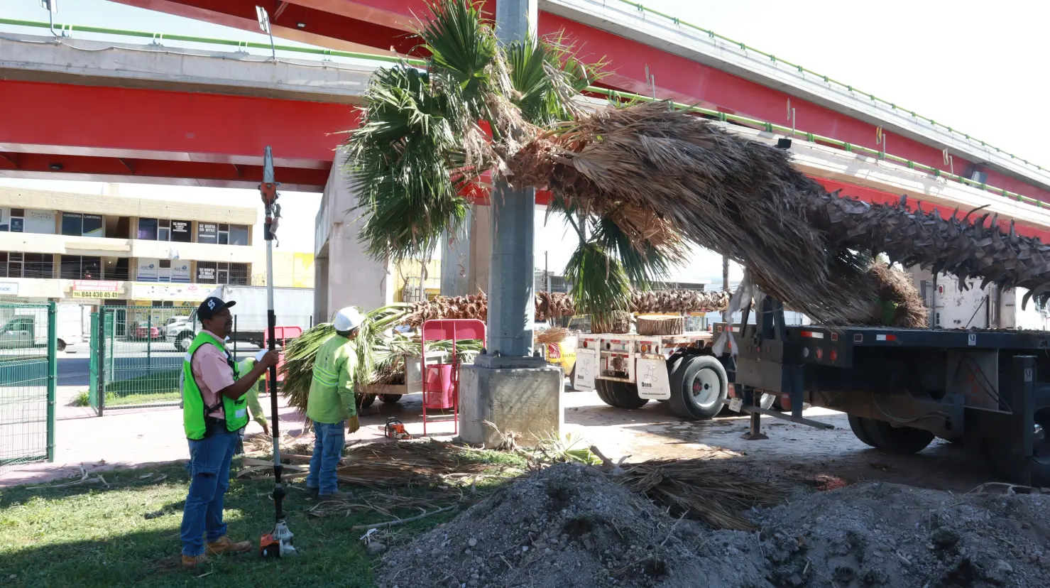 Palmas en Saltillo. Foto de gobierno municipal.