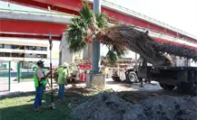 Saltillo: ¿Por qué se trasladaron las palmeras del Distribuidor Vial El Sarape?