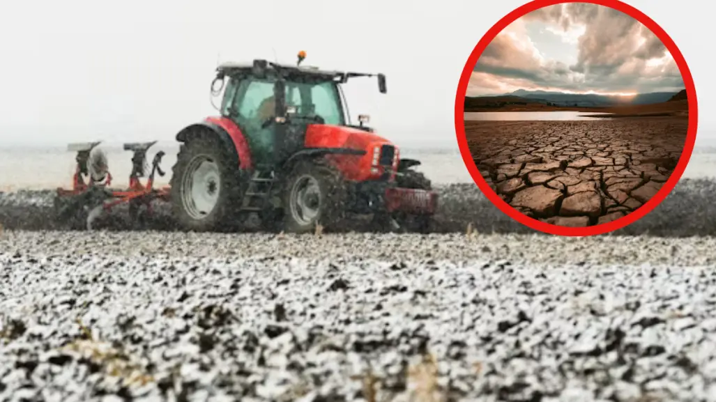 Por esta razón se ve afectado el cultivo de algodón en Tamaulipas