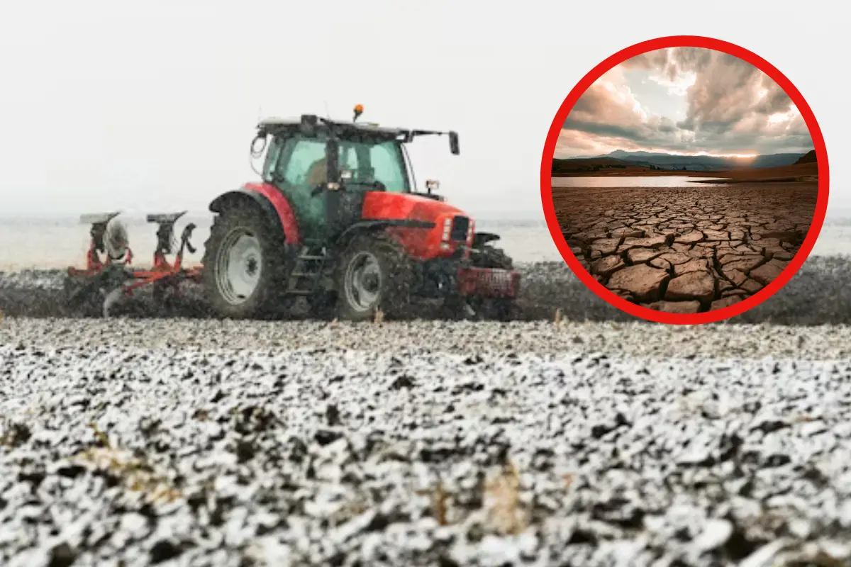 Descubre los desafíos que enfrenta el cultivo de algodón en Tamaulipas debido a la sequía y otros factores. ¿Cómo afecta la plaga del picudo algodonero?