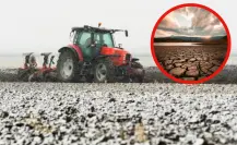 Por esta razón se ve afectado el cultivo de algodón en Tamaulipas