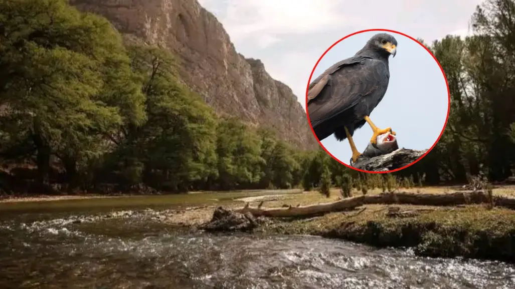 3 águilas que habitan en el Cañón de Fernández, el inigualable Parque Estatal de Durango