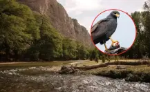 3 águilas que habitan en el Cañón de Fernández, el inigualable Parque Estatal de Durango