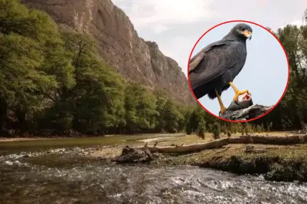 3 águilas que habitan en el Cañón de Fernández, el inigualable Parque Estatal de Durango 3 águilas que habitan en el Cañón de Fernández, el inigualable Parque Estatal de Durango