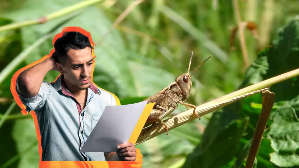 La razón por la que los chapulines son un problema en Durango para los cultivos, según expertos