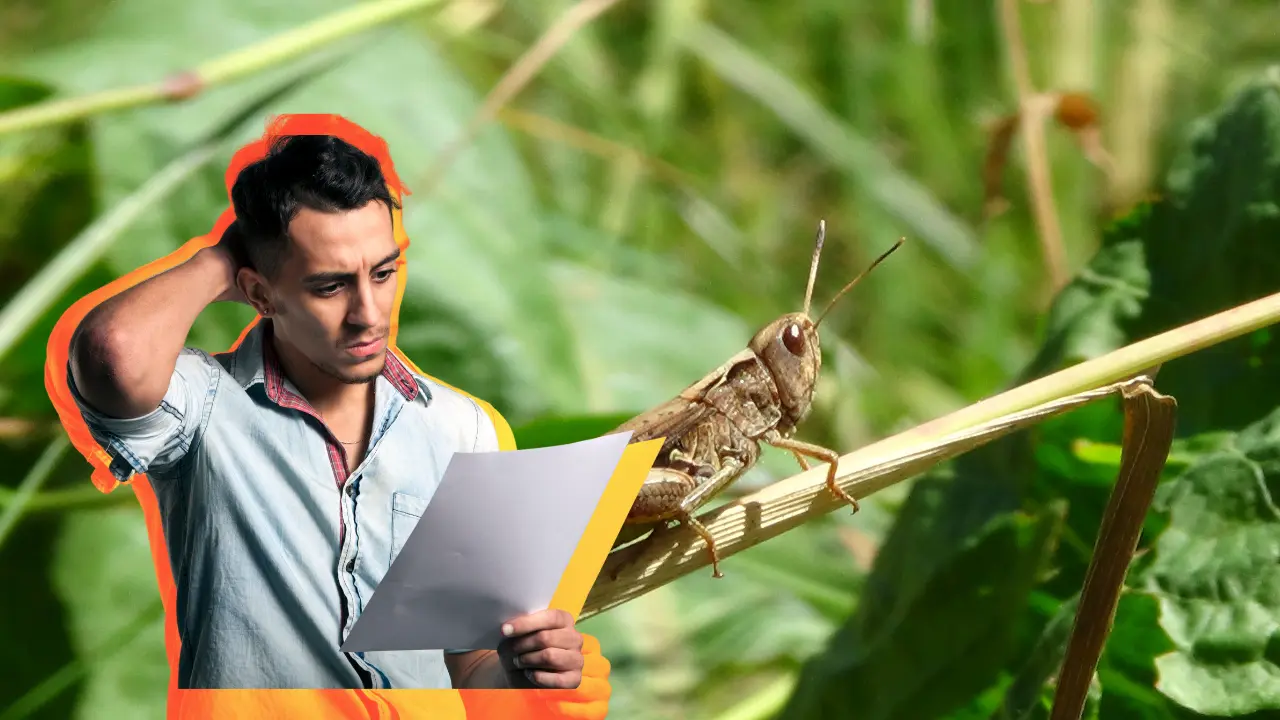 La plaga de chapulines suelen presentarse por falta de lluvias. Foto: Especial.