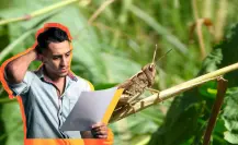 La razón por la que los chapulines son un problema en Durango para los cultivos, según expertos