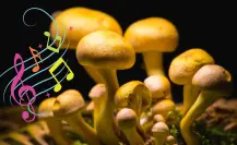 ¿Hongos musicales en Durango? El inédito concierto en el que cantarán con tecnología