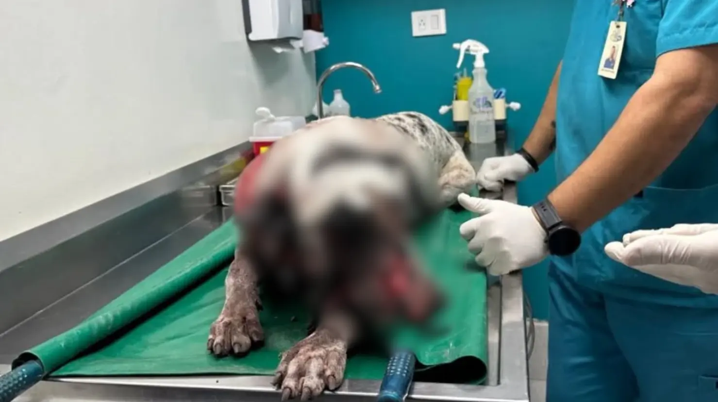 Hombre alcoholizado irrumpe en casa y ataca a perro con machete en Culiacán. Foto: Facebook (Fundación Balto y Togo Bienestar y Rescate Animal, A.C.)