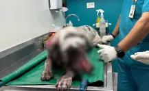 Hombre alcoholizado irrumpe en casa y ataca a perro con machete en Culiacán