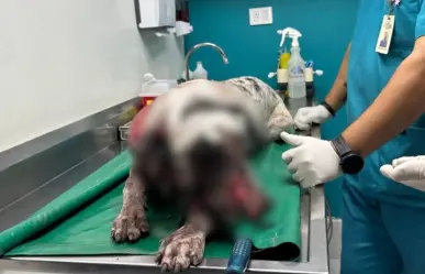 Hombre alcoholizado irrumpe en casa y ataca a perro con machete en Culiacán