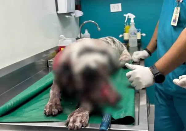 Hombre alcoholizado irrumpe en casa y ataca a perro con machete en Culiacán