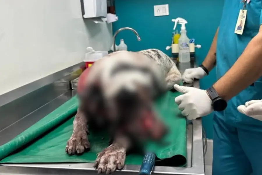 Hombre alcoholizado irrumpe en casa y ataca a perro con machete en Culiacán