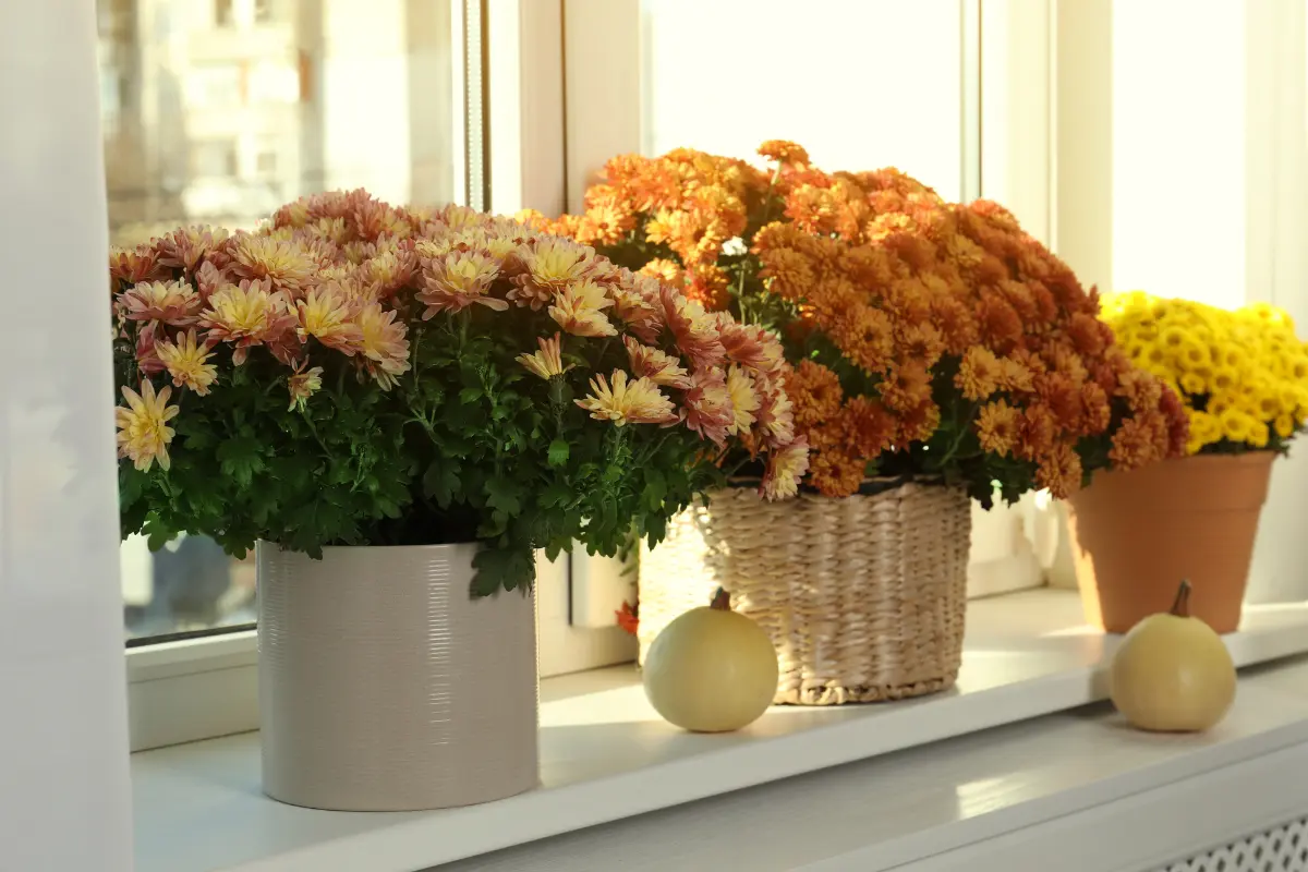 Esta planta embellece tu jardín y atrae abundancia porque purifica el aire, según el Feng Shui. Foto: Canva