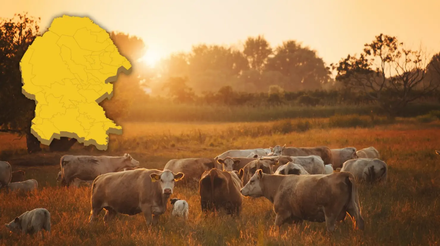 Se buscará probar que el ganado de Coahuila está libre de gusano barrenador. (Fotografía: Canva)