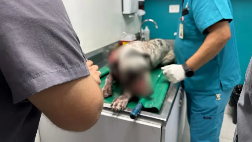 Foto: Facebook (Fundación Balto y Togo Bienestar y Rescate Animal, A.C.)