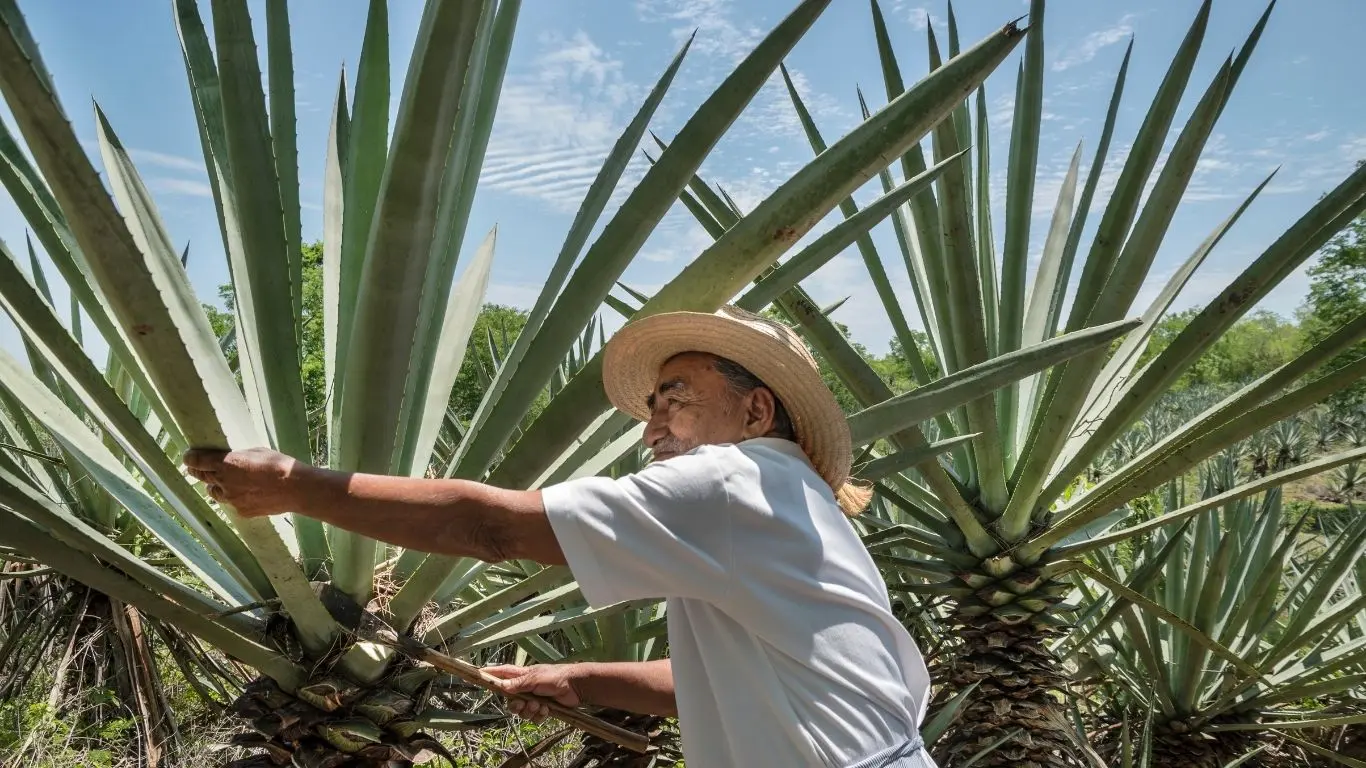 ¿Por qué es conocido el oro verde de la península?. Foto: Canva