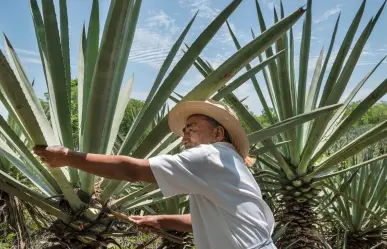 Conoce la historia del henequén, ¿por qué es conocido el oro verde de la península?