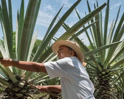 Conoce la historia del henequén, ¿por qué es conocido el oro verde de la península?