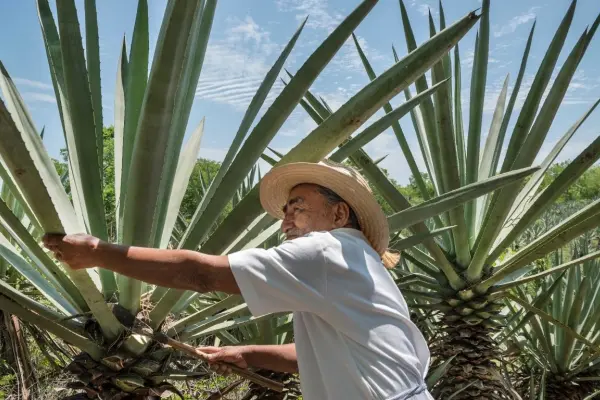 Conoce la historia del henequén, ¿por qué es conocido el oro verde de la península?