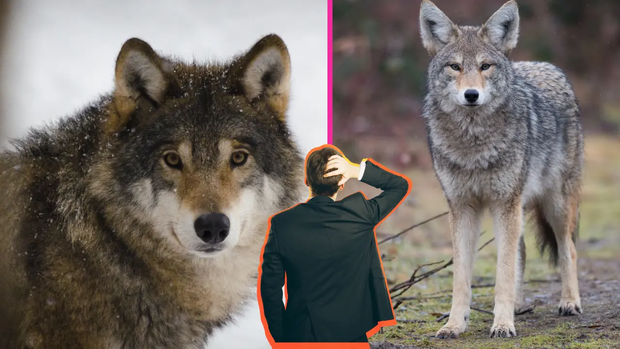 El lobo y el coyote comparten una historia evolutiva. Foto: Especial.