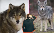 Esta la principal diferencia entre el lobo mexicano y el coyote, según los especialistas