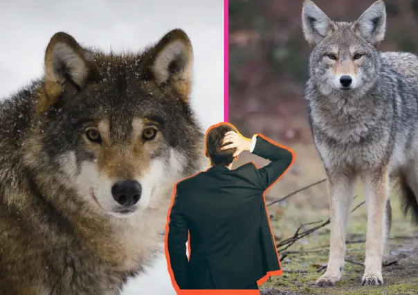 Esta es la principal diferencia entre el lobo mexicano y el coyote, según los especialistas