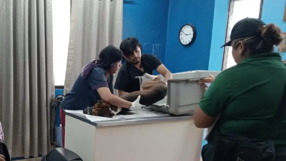 El perro se mantiene bajo atención veterinaria Foto: Policía Ecológica de Kanasín