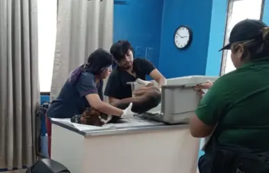 Mujer atropella a un perro en Kanasín y se niega a cubrir gastos veterinarios
