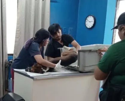 Mujer atropella a un perro en Kanasín y se niega a cubrir gastos veterinarios
